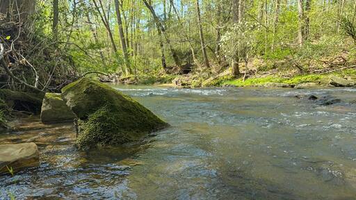 Creek flowing in the woods of Alabama