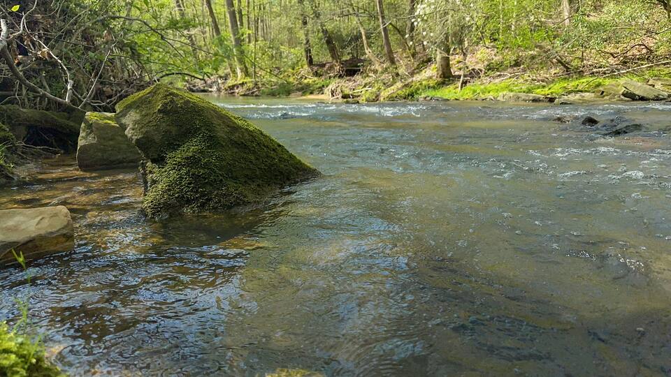 A clear stream with rocks and moss, surrounded by trees and greenery.