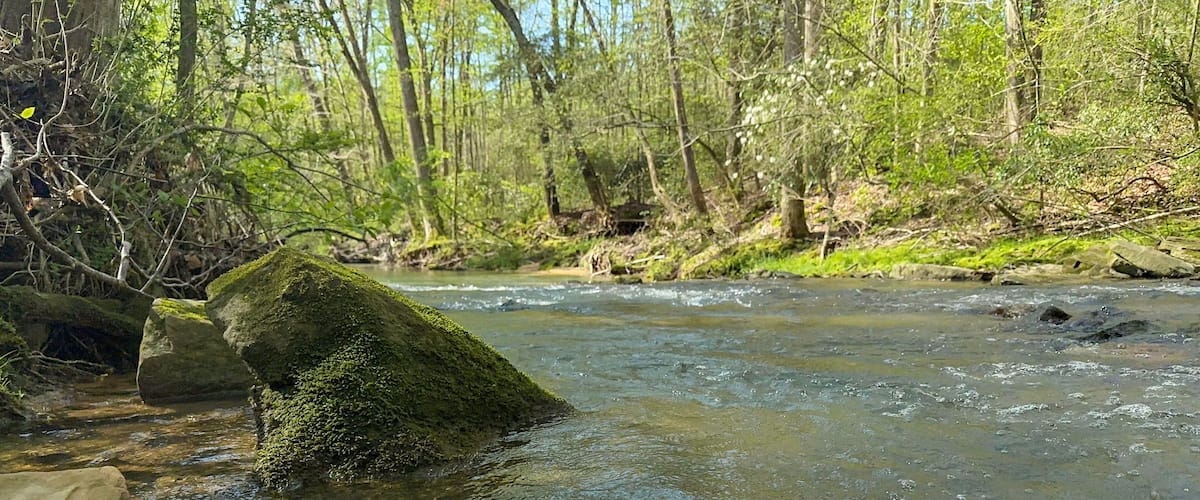 A clear stream with rocks and moss, surrounded by trees and greenery.