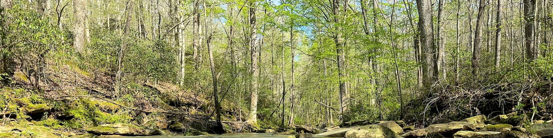 Creek flowing in the woods of Alabama