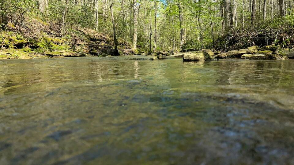 A clear river surrounded by trees.