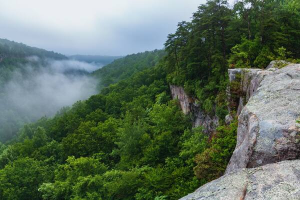 A lush green valley with a rocky cliff and dense forest.