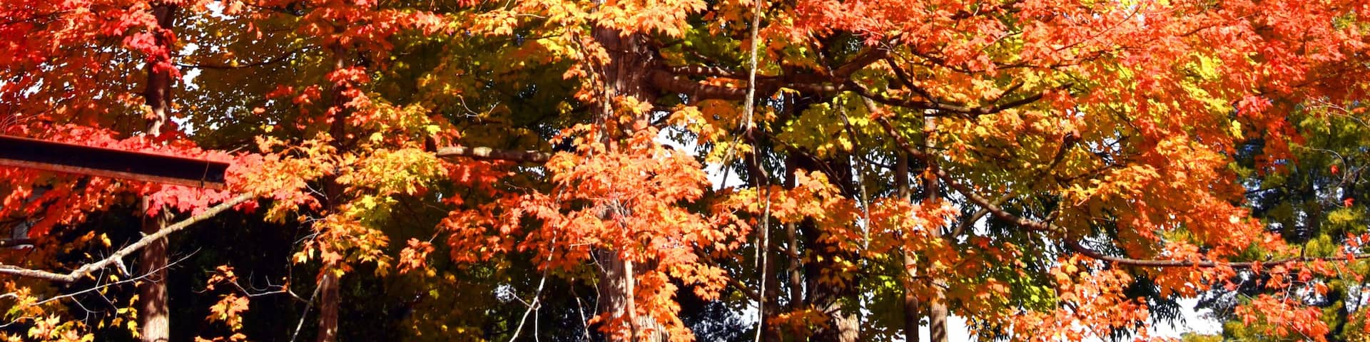 Brillant Orange Autumn Tree in Rogersville