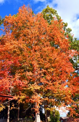 Brillant Orange Autumn Tree in Rogersville