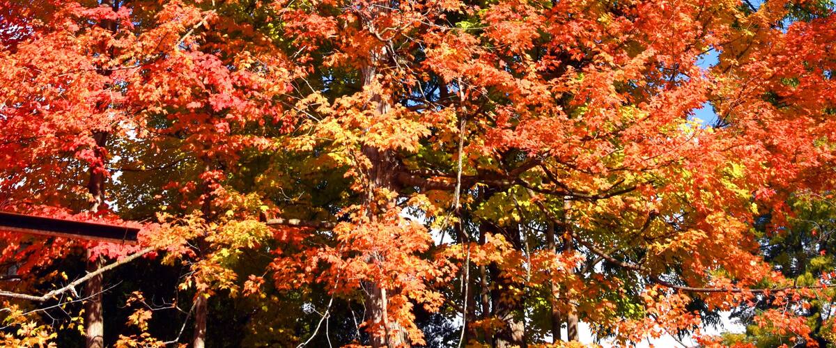 A large tree with vibrant orange leaves, a clear blue sky, and a wooden fence in the background.