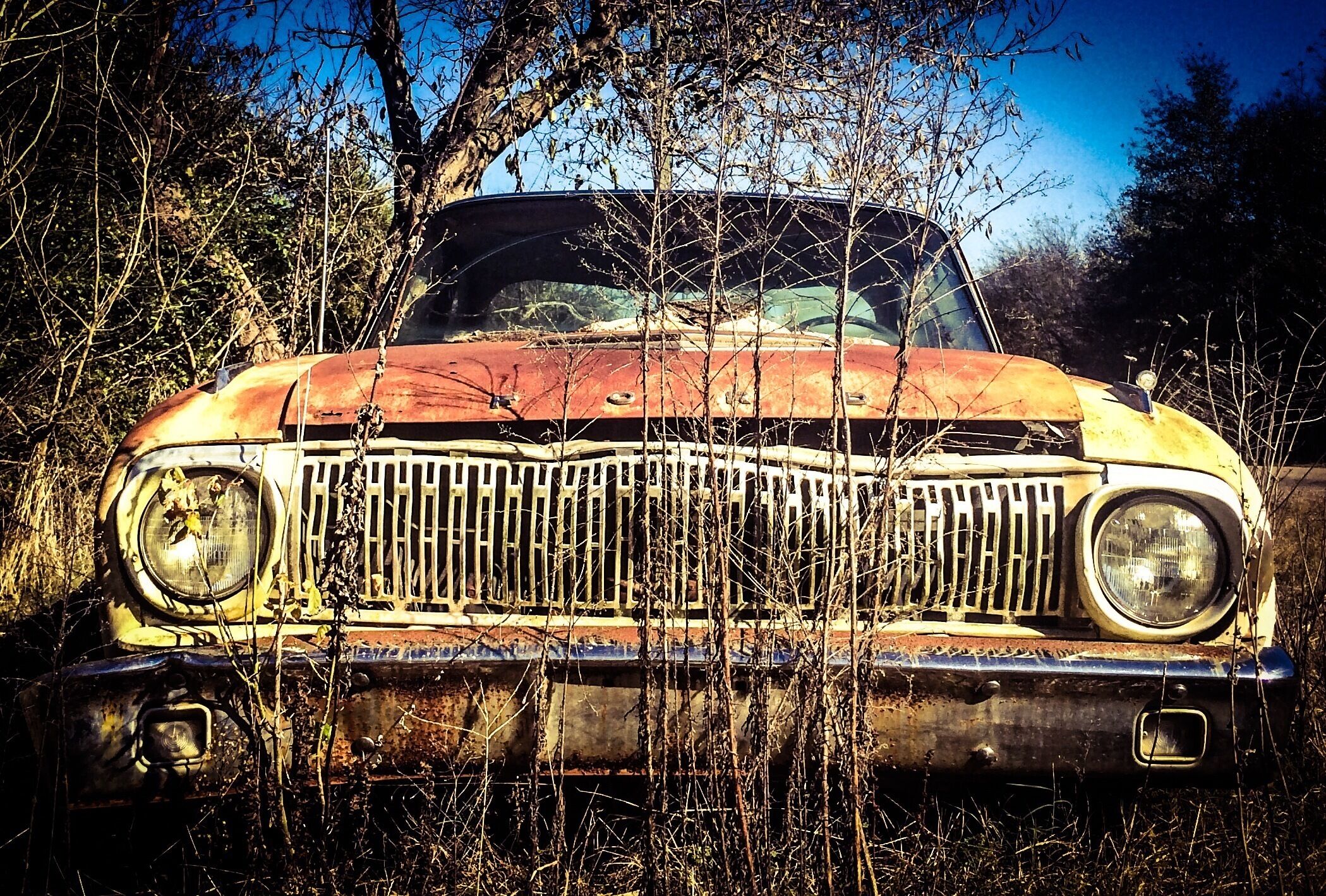 An old, rusted car surrounded by overgrown vegetation.