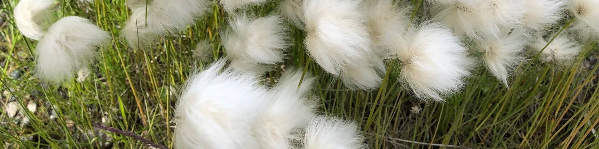 I have read about wild cotton but this is the first time to actually see it growing. While the pic may look blurry, it’s just the fluffiness of the plant.