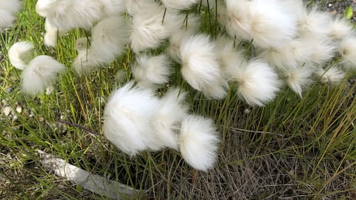 I have read about wild cotton but this is the first time to actually see it growing. While the pic may look blurry, it’s just the fluffiness of the plant.