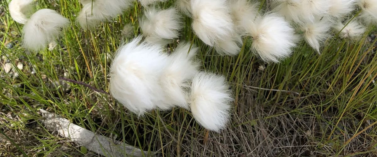 A cluster of fluffy white plants in a natural setting.