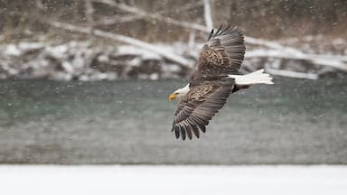 American Bald Eagle in flight in the snow over the Skagit River