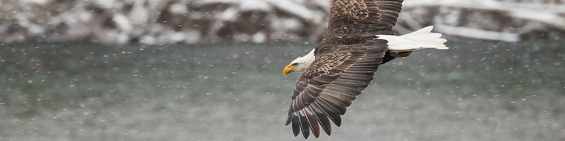 American Bald Eagle in flight in the snow over the Skagit River