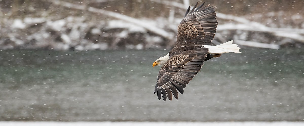 An eagle in flight with snow falling in the background.