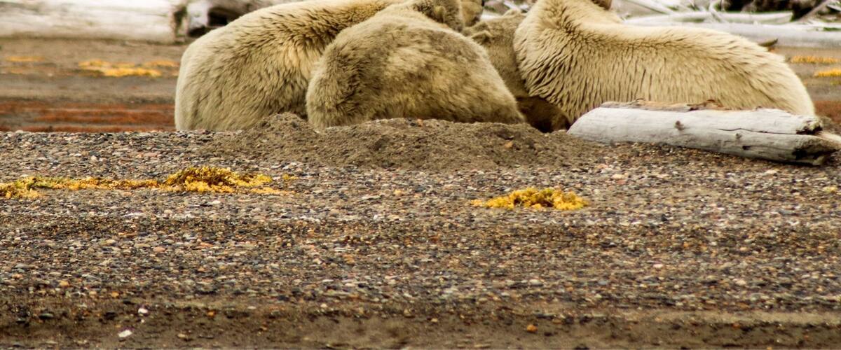 Three bears on a rocky beach with driftwood and driftwood debris in the background.