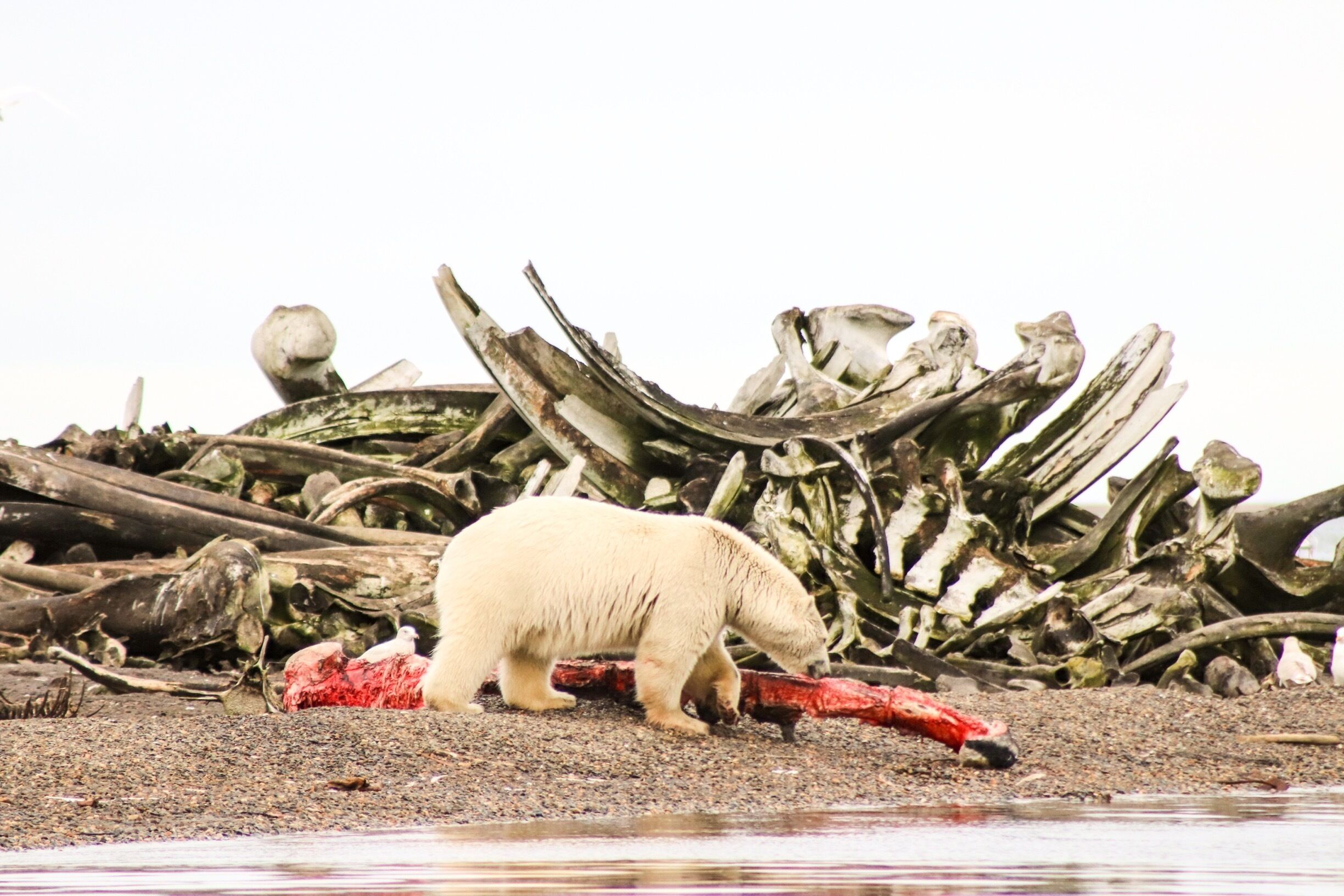 Ribs. Alaskan style. Bear at the bone pile.