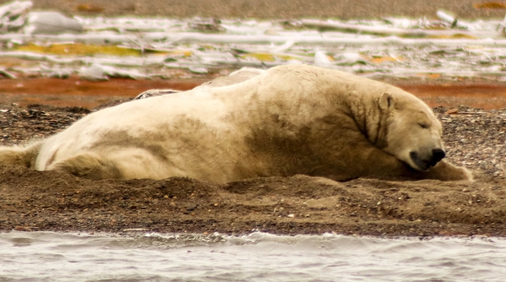 Alaskan beach bum.