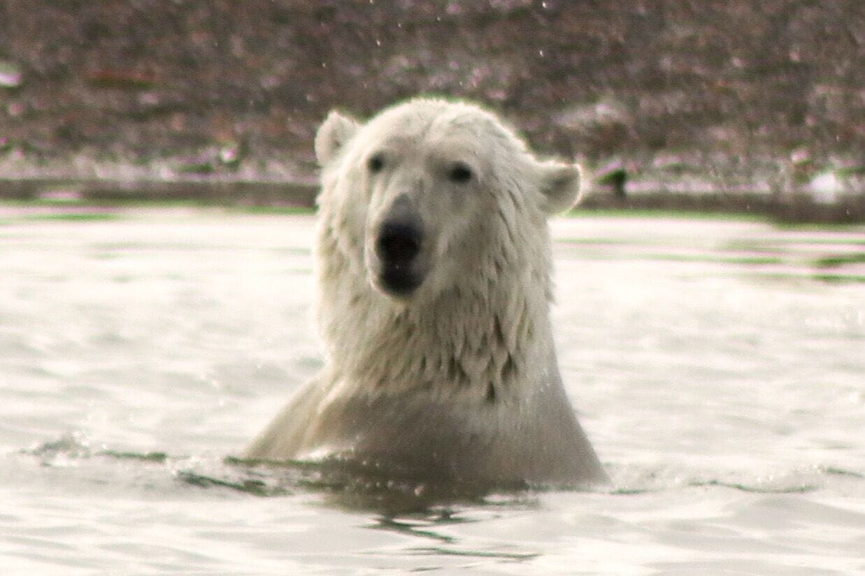 "Hi," says the bear, "You look delicious." Polar Bear expedition in Kaktovik.