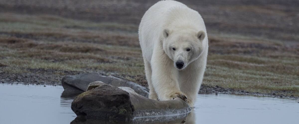 One of the many bears waiting for the whale hunt leftovers.