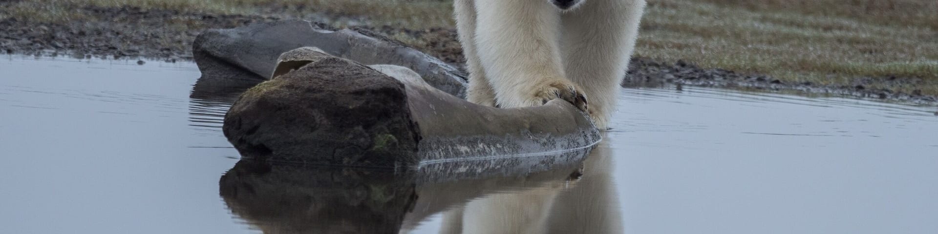 One of the many bears waiting for the whale hunt leftovers.