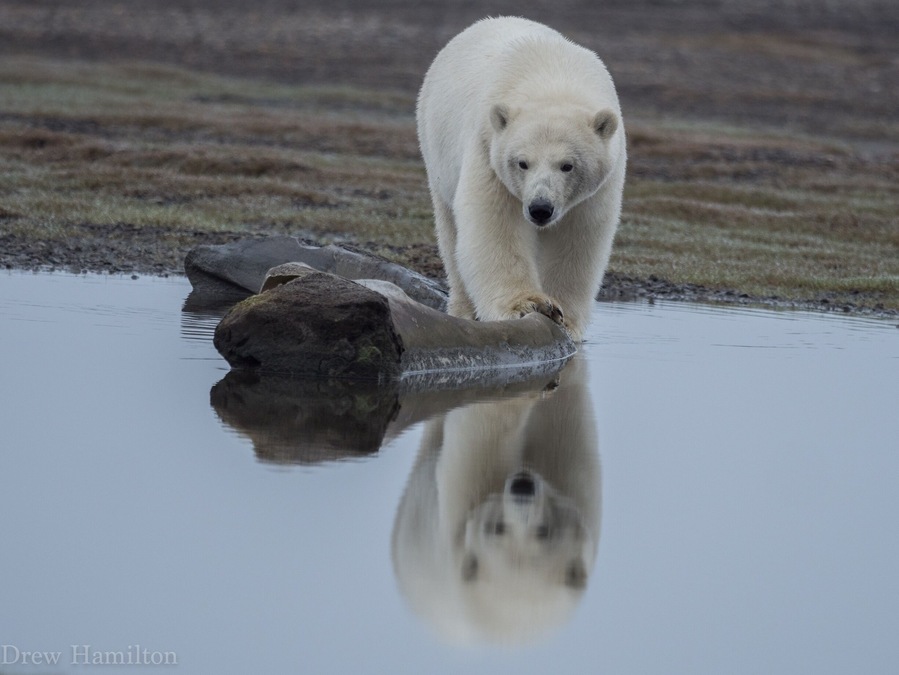 One of the many bears waiting for the whale hunt leftovers.