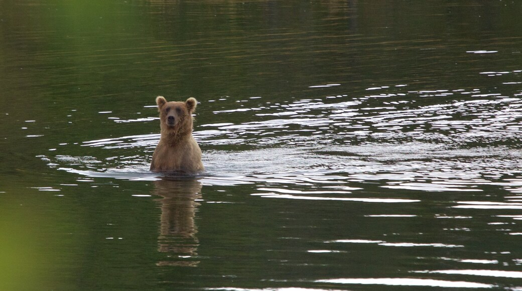 King Salmon som visar en Ă„ eller flod och farliga djur