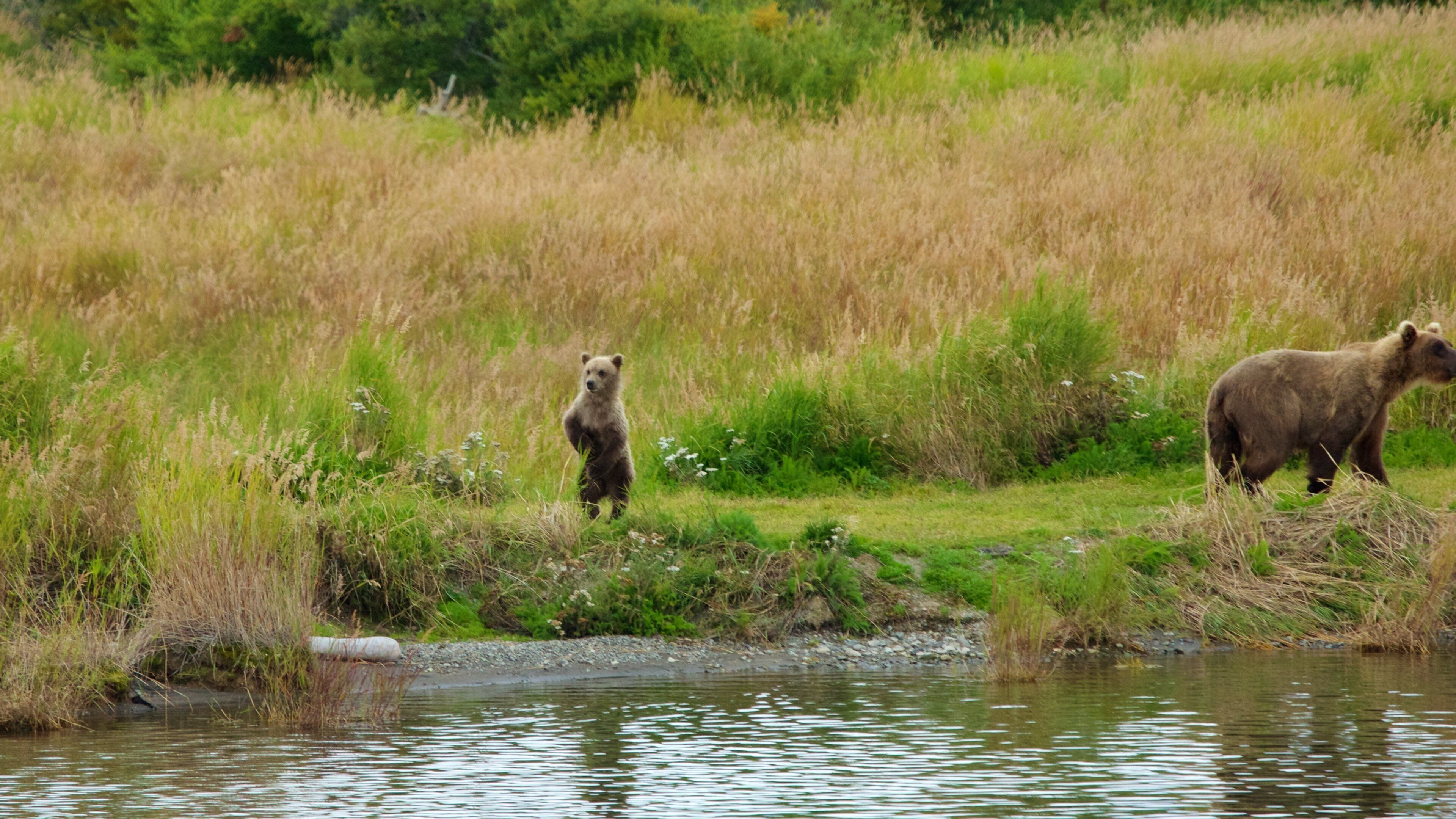 King Salmon showing land animals and dangerous animals