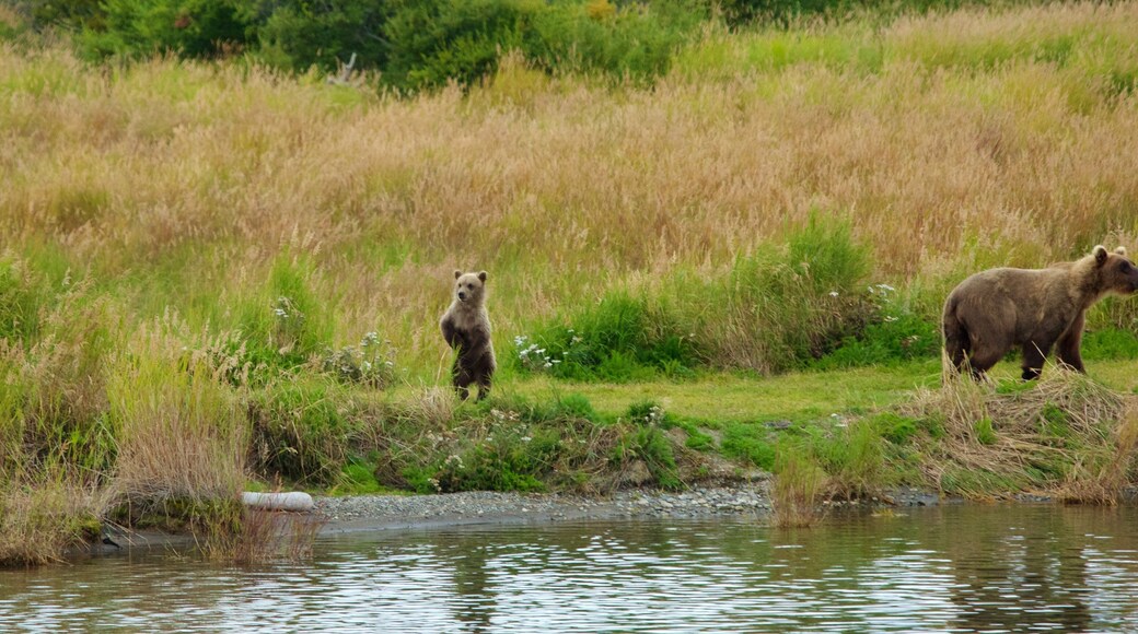 King Salmon som inkluderar farliga djur och landdjur