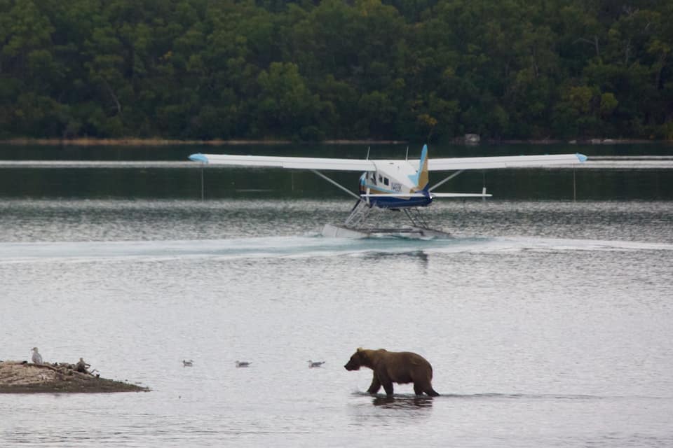 A bear walking in water with an airplane in the background.