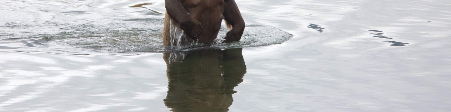 King Salmon which includes land animals and dangerous animals