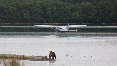 A bear standing on a shore with a seaplane in the background.