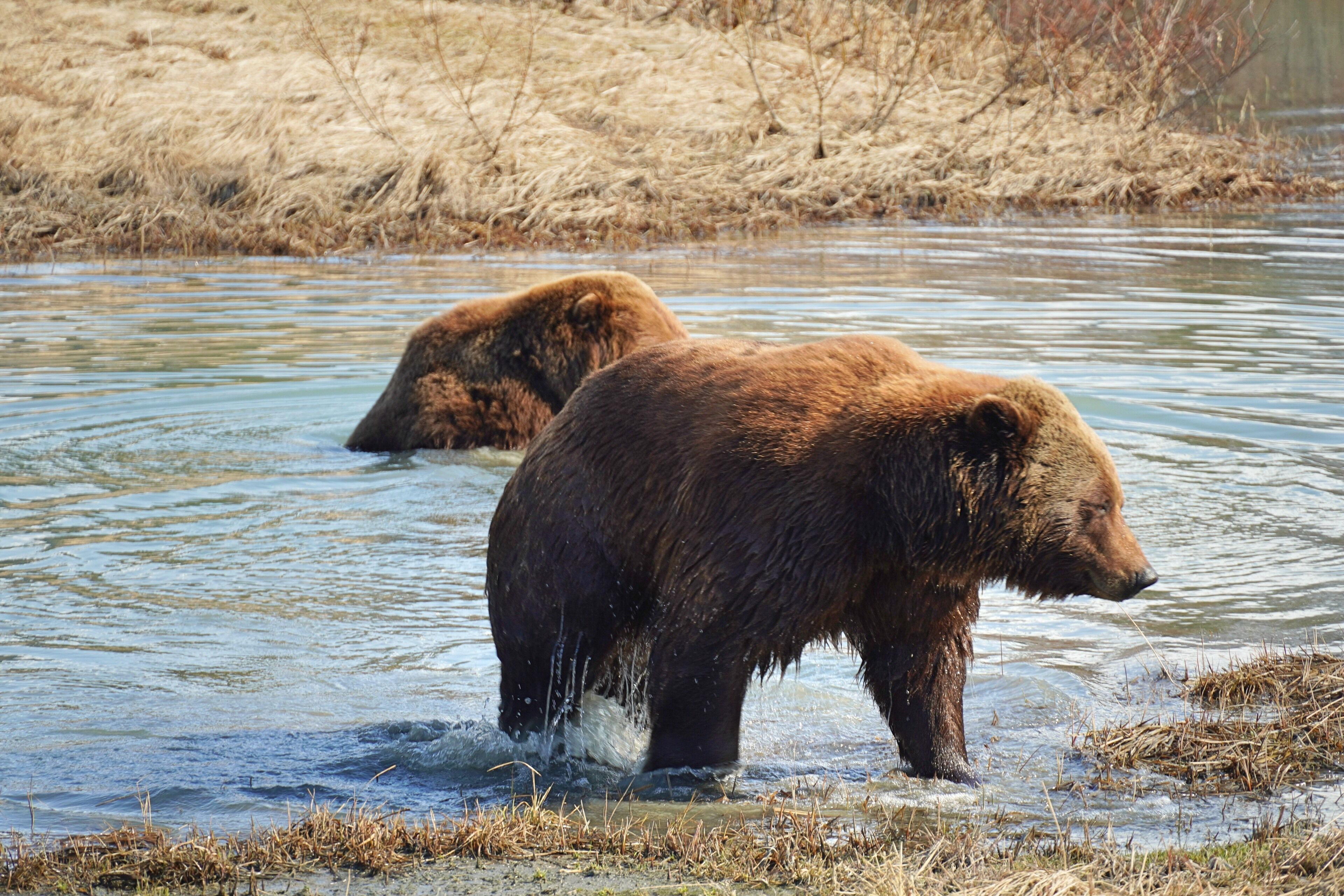 Brown bears waking up in early spring.