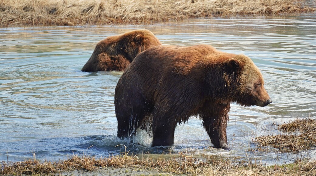 Brown bears waking up in early spring.
