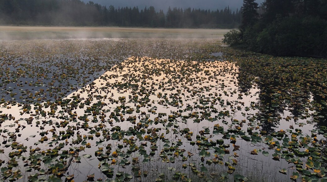 Morning fog above the lake right off the Seward Highway