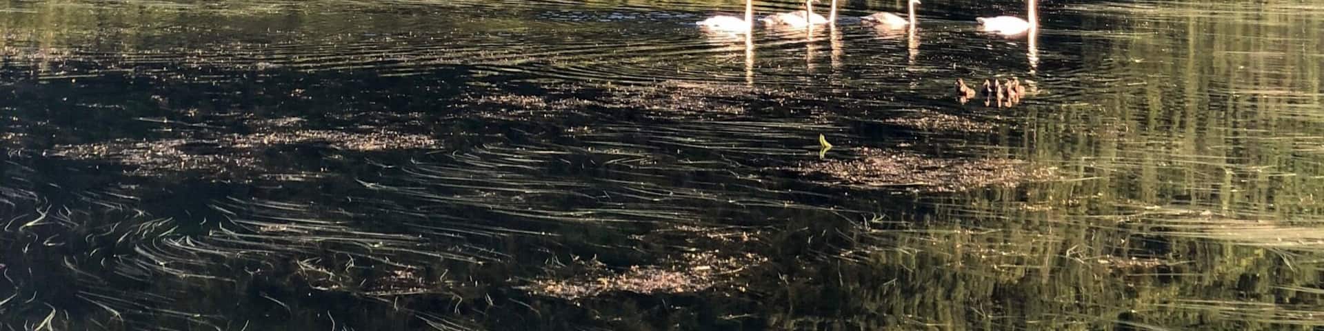 Nature’s nest! #travelalaska