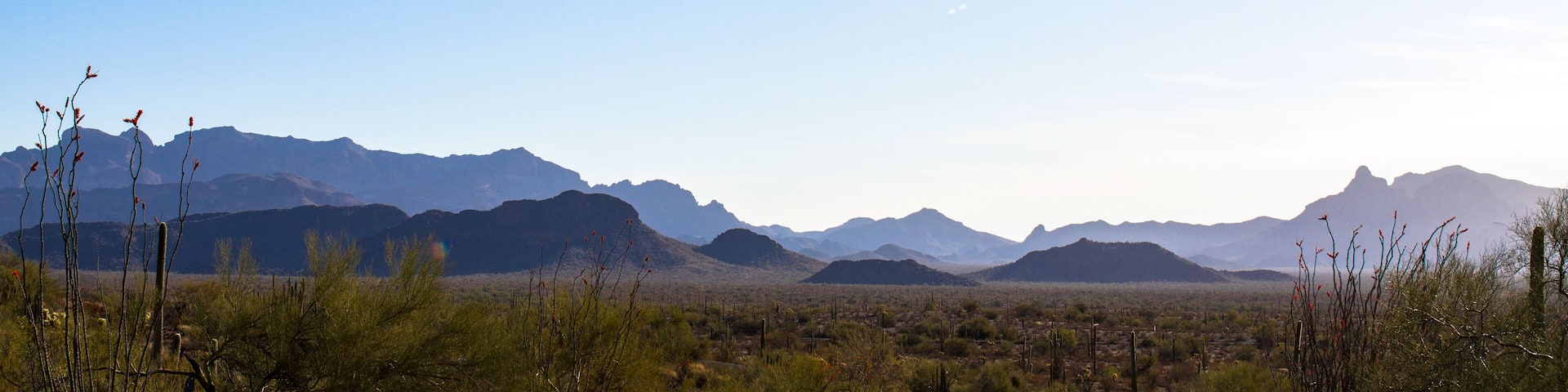 Panorama of Organ Pipe Cactus National Monument in southern Arizona at dawn, showing flowering Ocotillo, Giant Saguaro, Palo Verde, and the Ajo Mountains