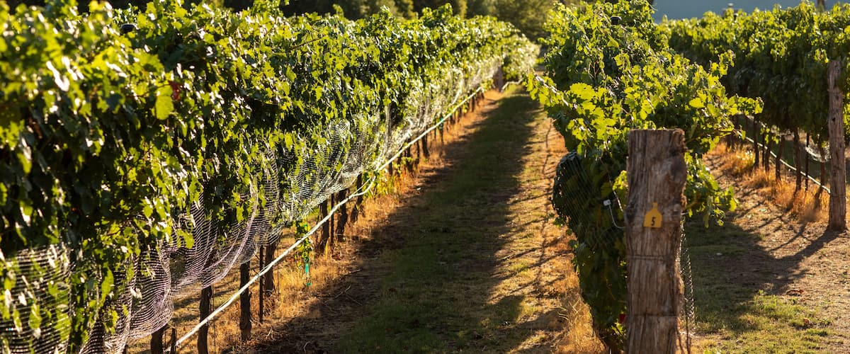 View down a long row of grapevines growing on trellis in vineyard