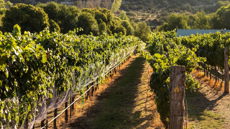 A vineyard with rows of grapevines and a dirt path.
