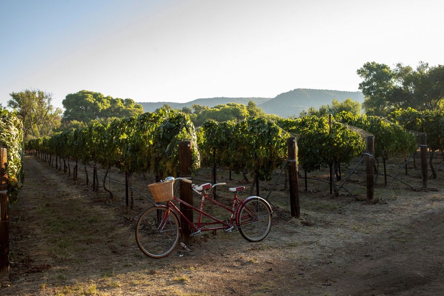 Tandem bicycle in vineyard morning light no people