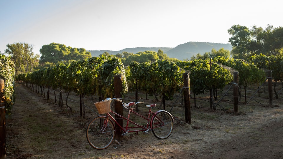 A bicycle parked in a vineyard with rows of grapevines.