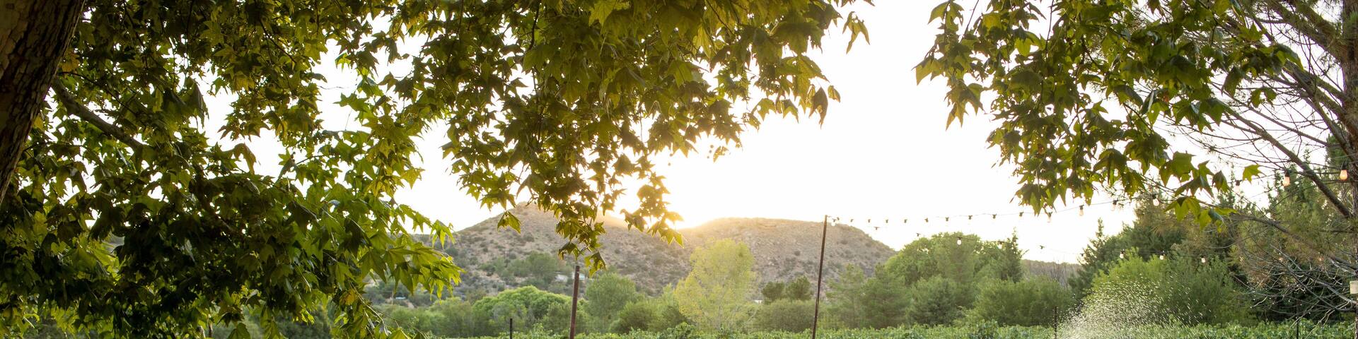 Lawn chairs in grass sprinklers and vineyard in background