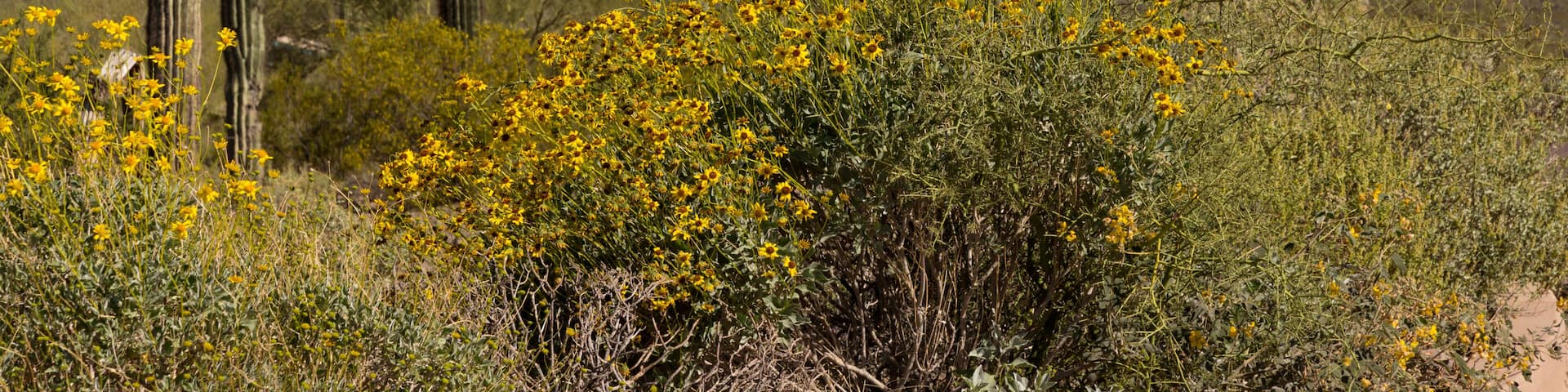 Yellow brittlebush is spring with mountains and desert