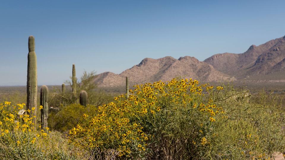 A desert landscape with tall cacti and yellow wildflowers.