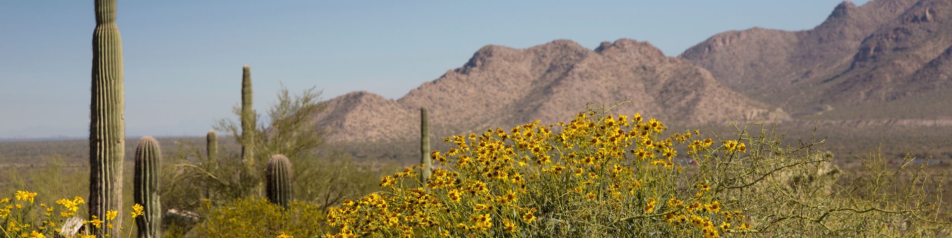Yellow brittlebush is spring with mountains and desert