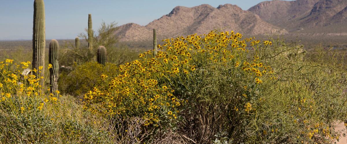 A desert landscape with tall cacti and yellow wildflowers.