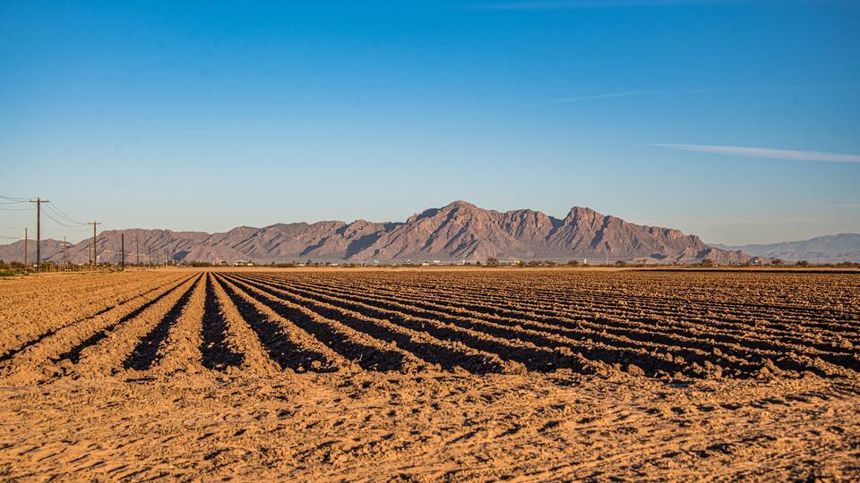 A vast, dry agricultural field with rows of crops under a clear sky, with mountains in the background.