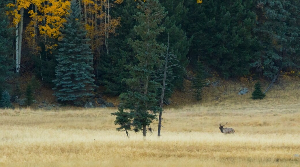 Bugling elk. Tried to get closer but they spooked.