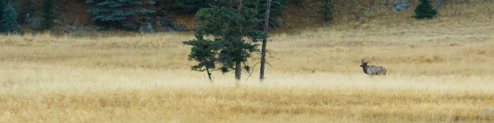 Bugling elk. Tried to get closer but they spooked.