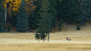 Bugling elk. Tried to get closer but they spooked.
