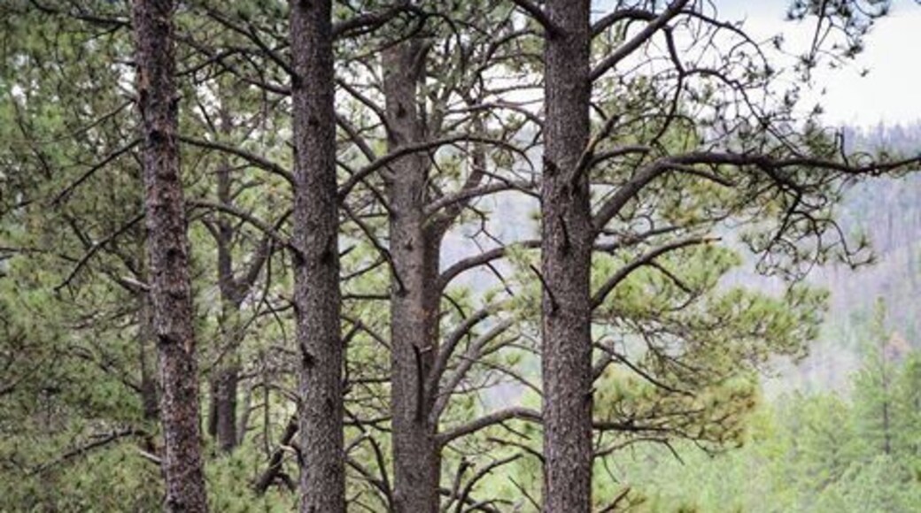 A great hike, with a big pond and wild raspberries to eat. #Green