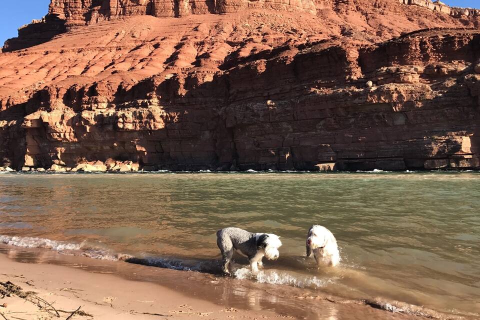 En flod der løber forbi en klippe med to hunde, der leger i det lave vand.