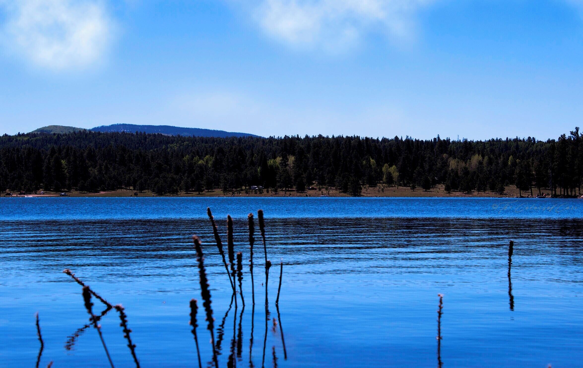 A calm lake with reeds in the foreground and a forested hill in the background.